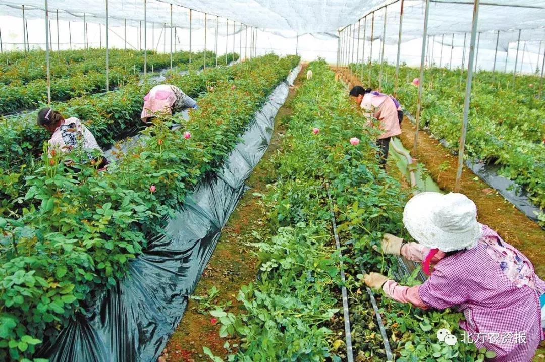 乡村农业互联网怎么开通,互联网农业基地的最新运营模式