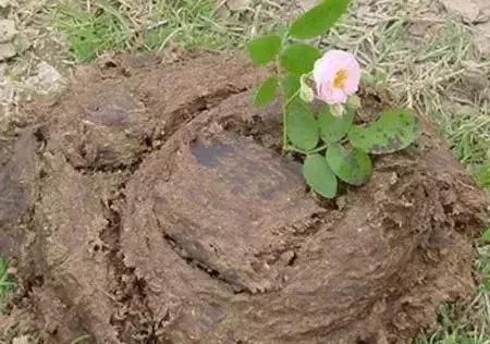 鸡粪牛粪羊粪肥的区别,鸡粪羊粪牛粪哪种当肥料好