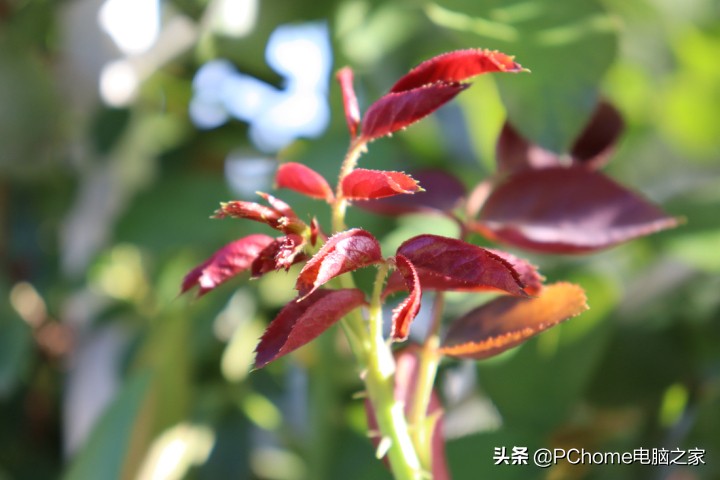 佳能canoneos200dii二代参数,佳能eos200d2ii二代入门级单反