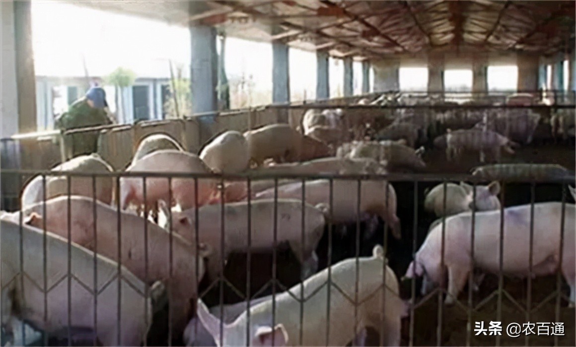 水泡粪的猪舍潮湿吗,猪舍太潮湿用保温灯