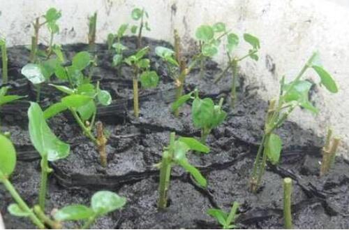 玫瑰养护办法视频讲解教程,玫瑰扦插发芽怎么继续养