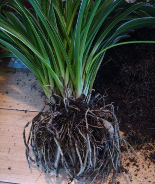 吊兰盆里放香蕉皮好吗,吊兰盆里栽多了