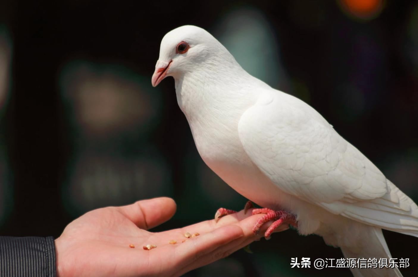 养鸽技巧大全,新手养鸽基础知识