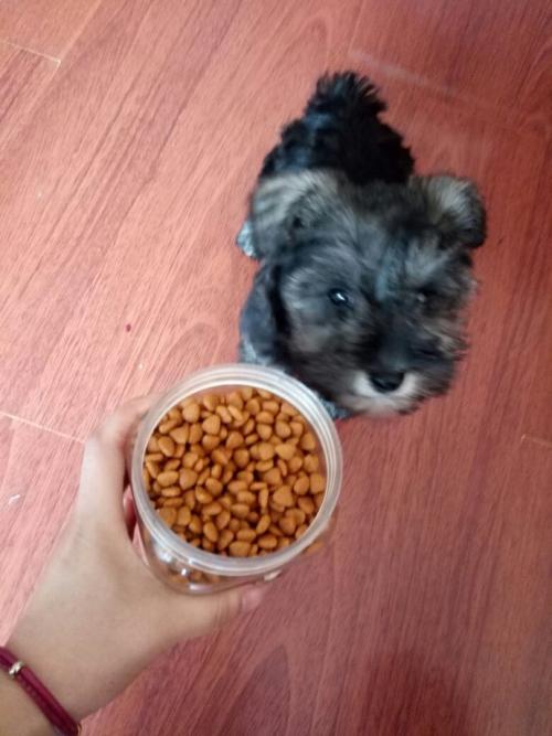 石家庄雪纳瑞挑食不吃狗粮,雪纳瑞串串小狗是不是不挑食