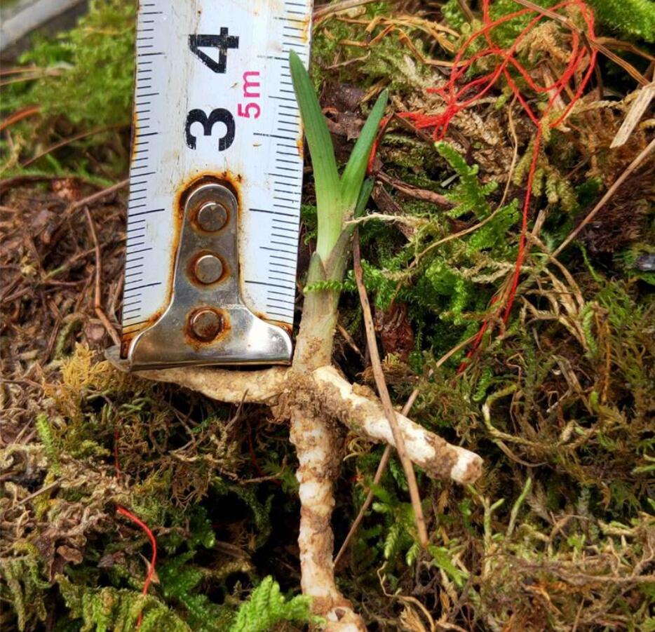 兰花龙根,另类的“赌石”,花上千去赌草,你愿意吗?