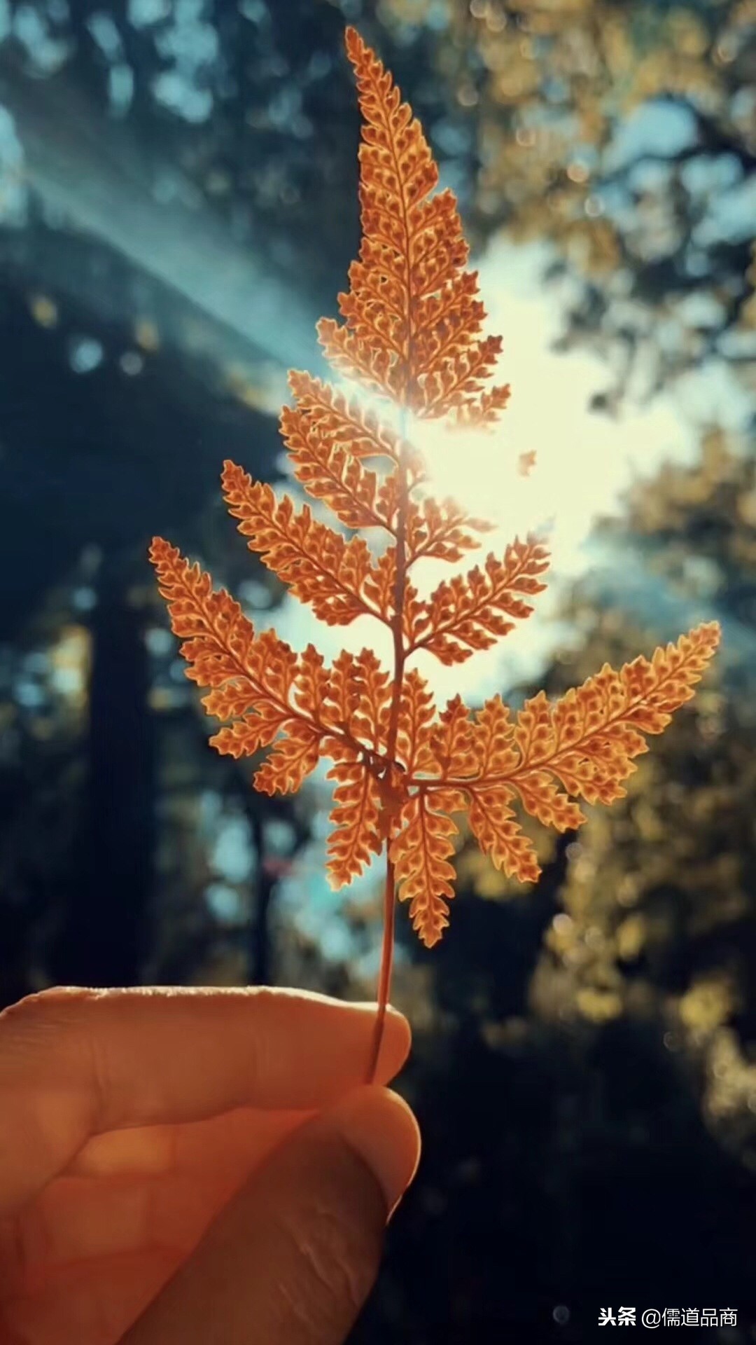 一切功德皆是止观之果,佛说拥有般若智慧才是修行的根本