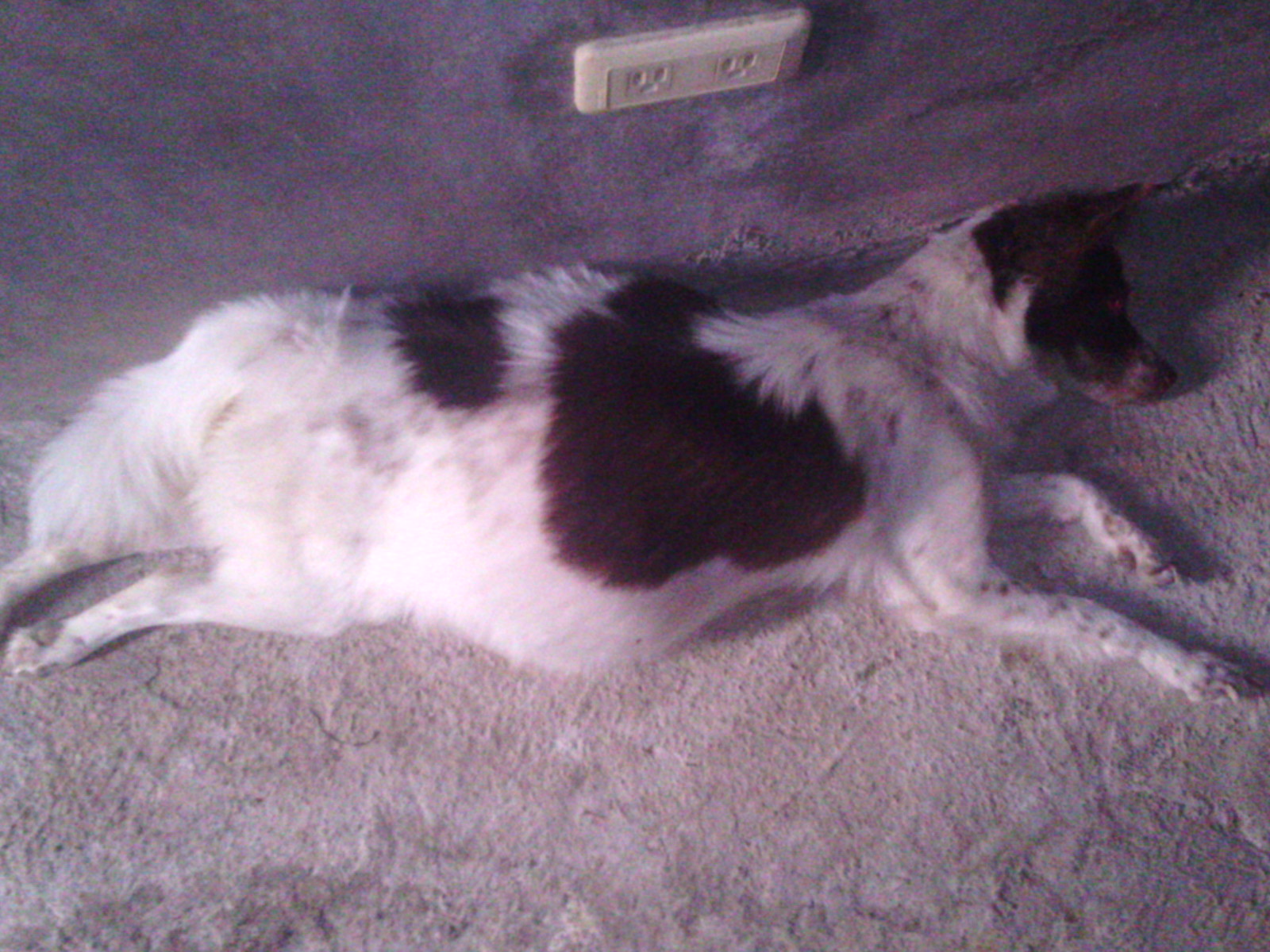 老狗吃饭很痛苦，主人用纸皮箱架高食盆！但普通狗狗不要乱用