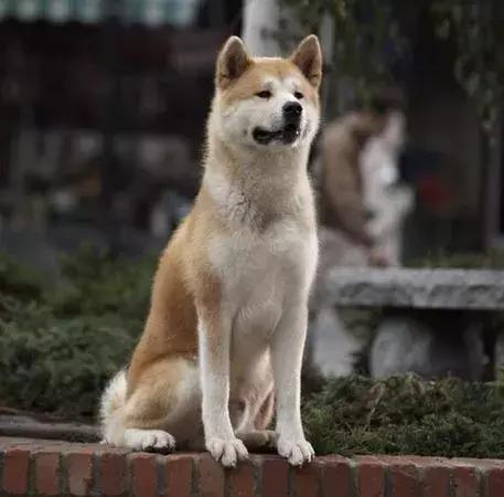 男子被一条狗疯咬,男子被狗追咬全身缝300多针