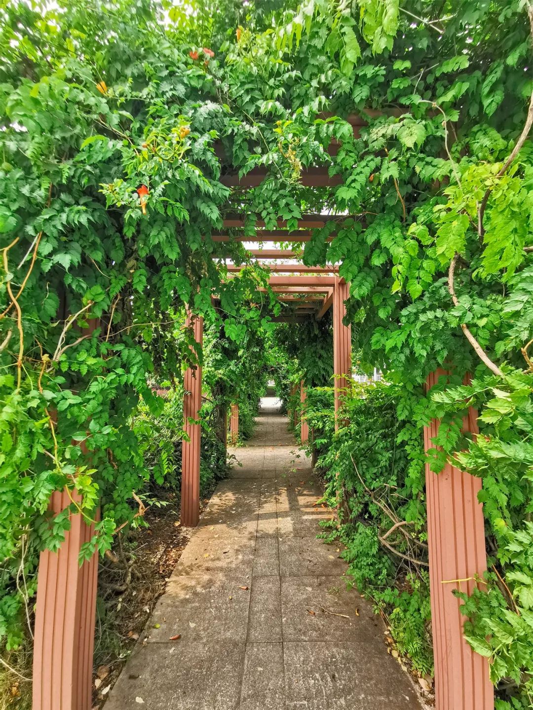 又是全国第一！华中农业大学，全体武汉人的骄傲