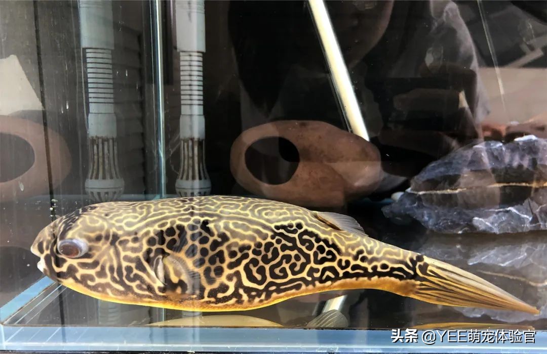 容易混养的热带鱼,容易互动的鱼