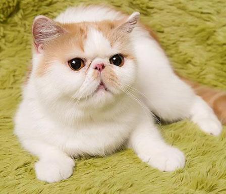 猫咪脱肛怎么治疗,猫咪脱肛怎么在家快速治疗