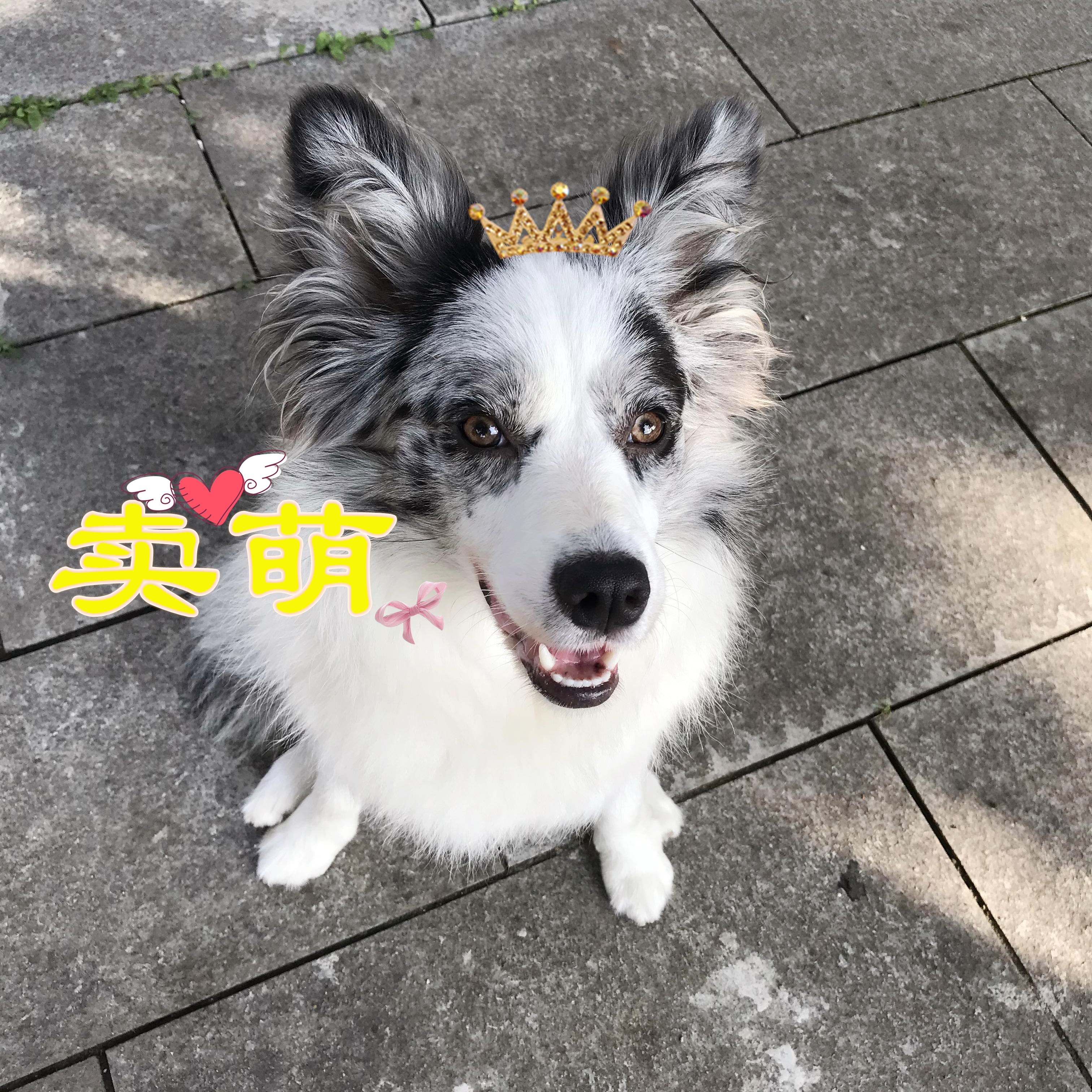 狗狗在家里随地大小便怎么办,下雨天狗狗不在家里大小便怎么办