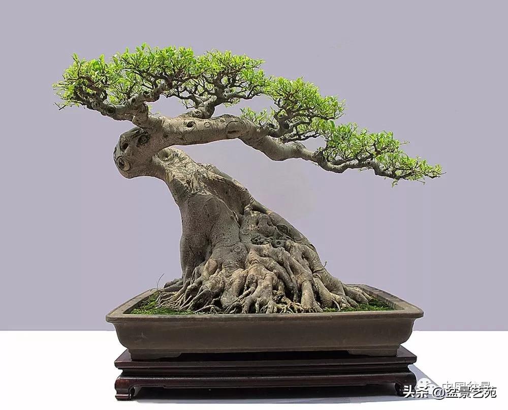 玩盆景必备栽种知识,观赏盆景的意境