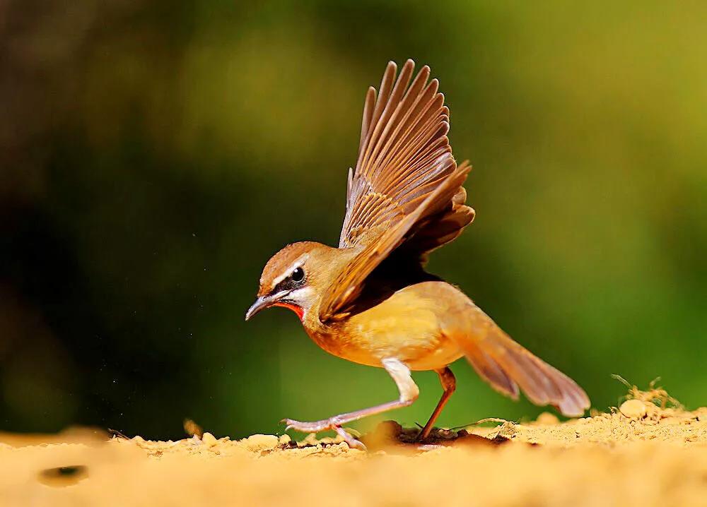 红靛颏和蓝靛颏哪种叫声好听,正宗红靛颏鸟