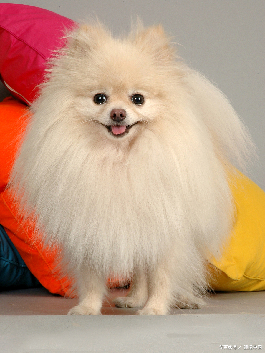 两个月博美一天吃多少狗粮合适,一个月的博美一次喂多少狗粮合适