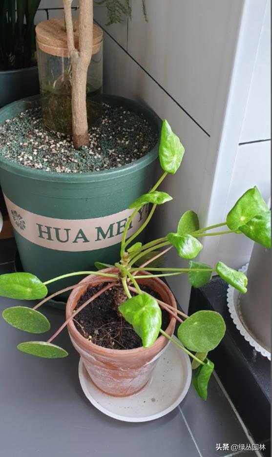 武汉养花技术哪里培训,北京养花小技巧