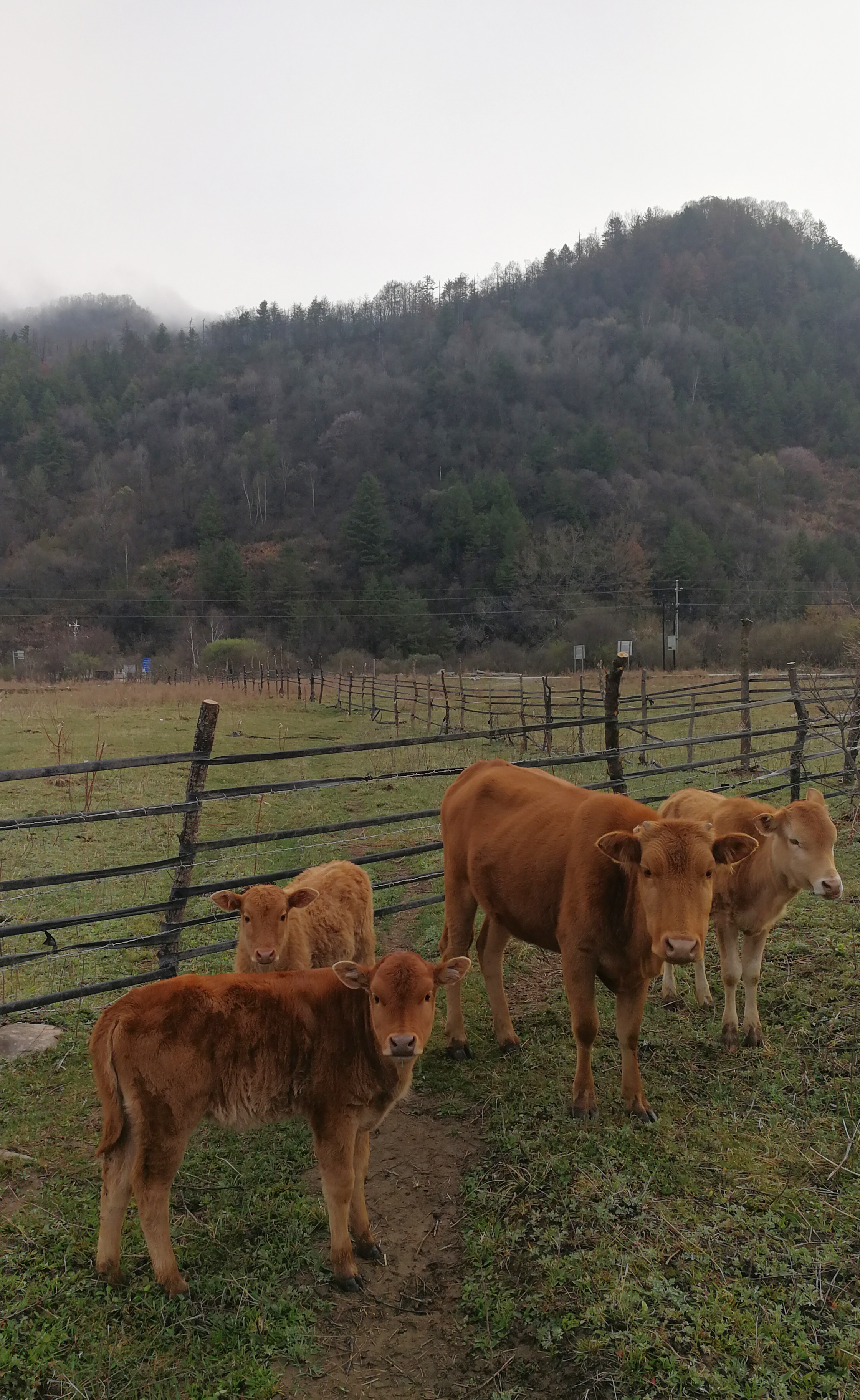 西安周至踏青赏花的路线攻略,周至老县城旅游攻略