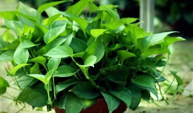 谁说绿萝知识浇浇水？很多人都养错了，绿萝应该这么养