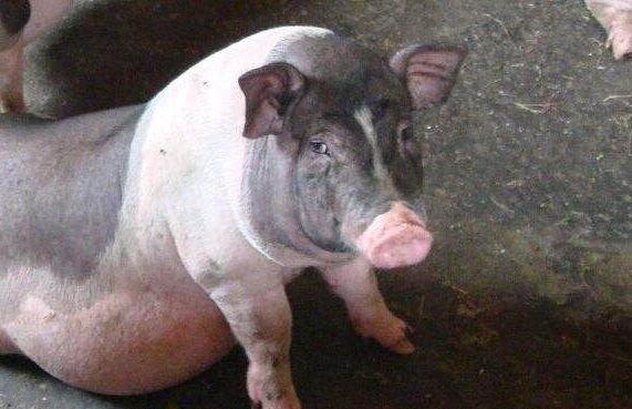 传染性胃肠炎母猪返饲小猪好养吗,仔猪圆环病毒死亡