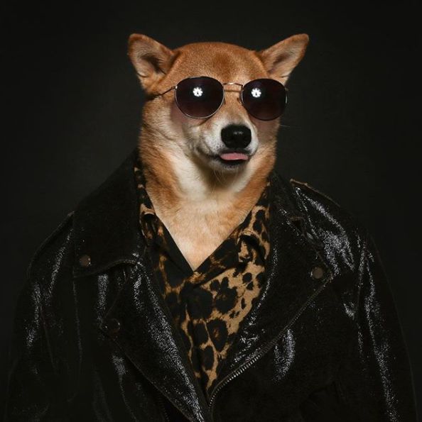 帅到各种时尚大牌求合作，它居然是条狗……你们信吗？