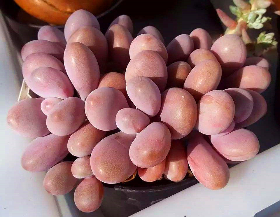 桃蛋叶片干瘪发绿是什么原因,多肉桃蛋叶子干瘪怎么办