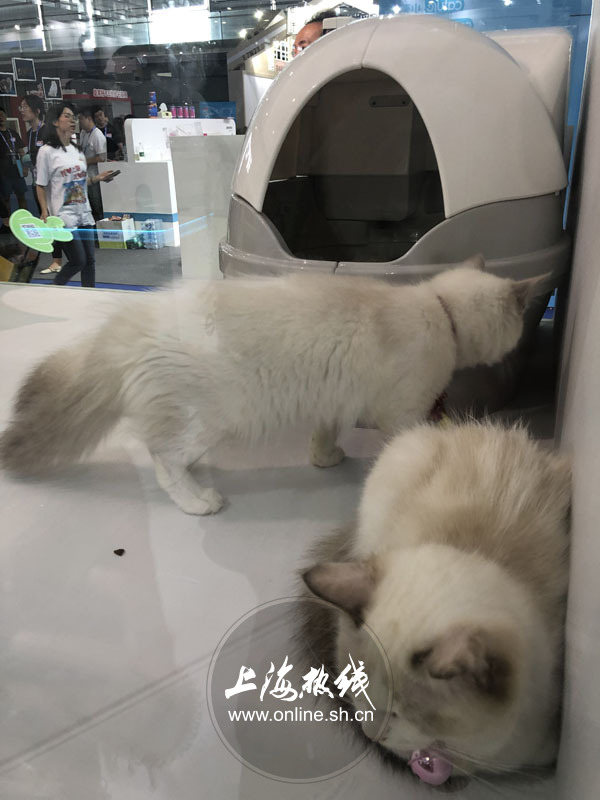 亚洲宠物展2022直播,亚洲宠物展会直播