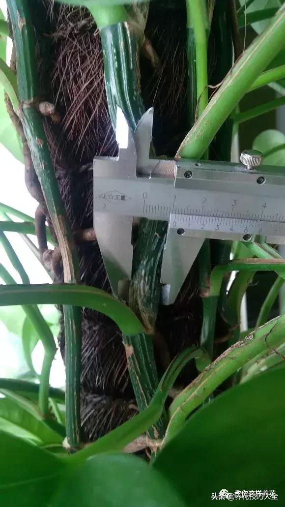 绿萝不花钱怎么可以养得更旺盛,绿萝水养放什么长得快