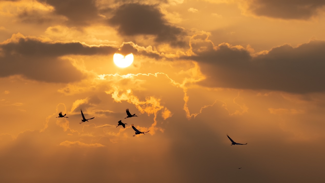 佳能r5和r5哪个更适合拍鸟,佳能eosr5适合拍鸟吗