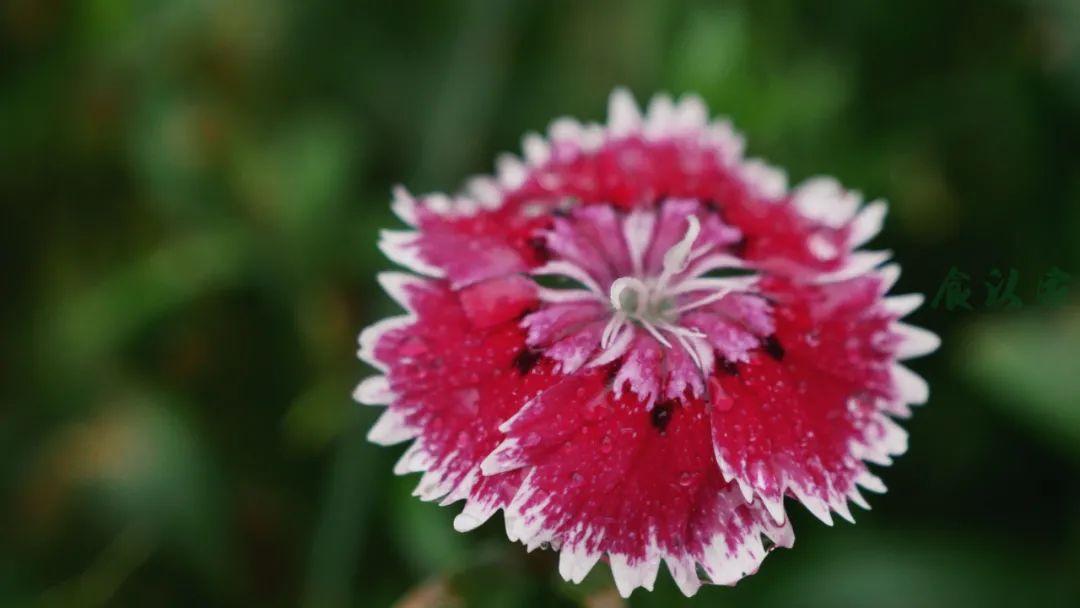 正确的刮痧的方法视频,刮痧怎样才能快点散淤