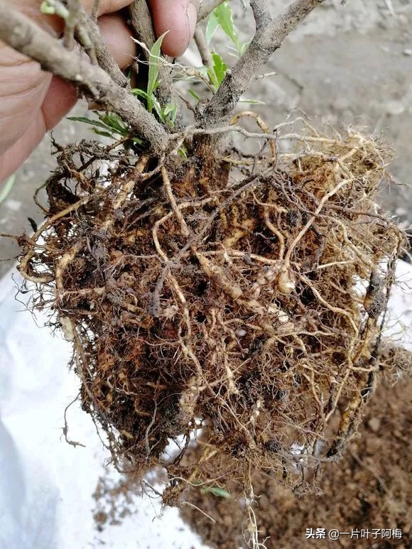 自制养花水配方除臭,养花自制10种消毒水不招虫不烂根