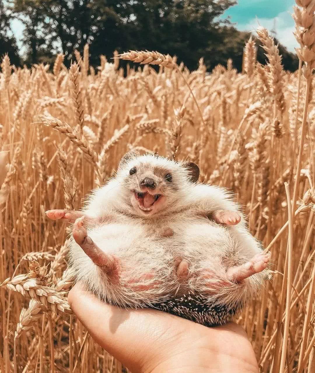 网红小刺猬——过成了你最想要的样子。