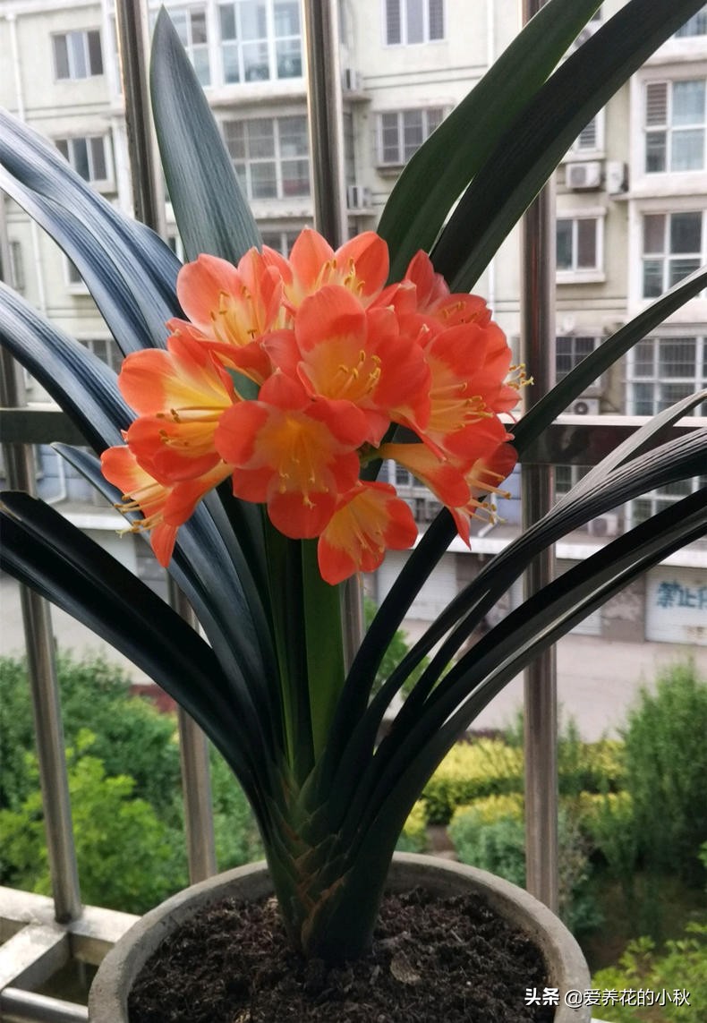 君子兰怎么养才能上箭,君子兰怎么养才不冒花箭