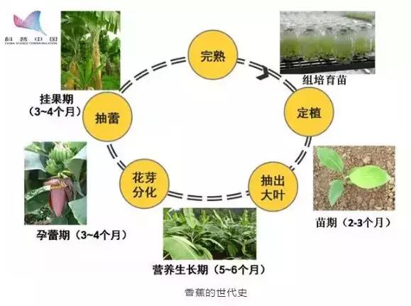 2021年在缅甸种植香蕉有危险吗,香蕉种植有霜冻怎么办