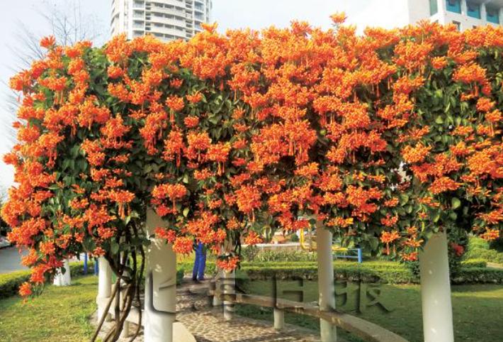 5种花是“爬墙高手”,多见光,别缺水,半年长成“花瀑布”