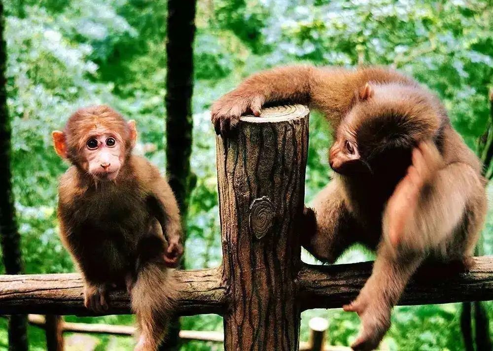 四川普贤菩萨攻略,四川峨眉山普贤菩萨最灵的寺庙