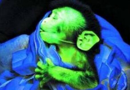 灭绝人性的三种动物实验,10种不怕死的动物