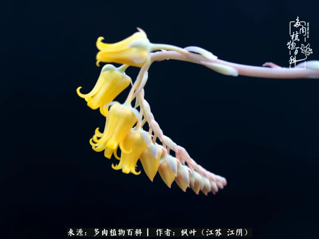 春有约，花不误，多肉与春天有个约会