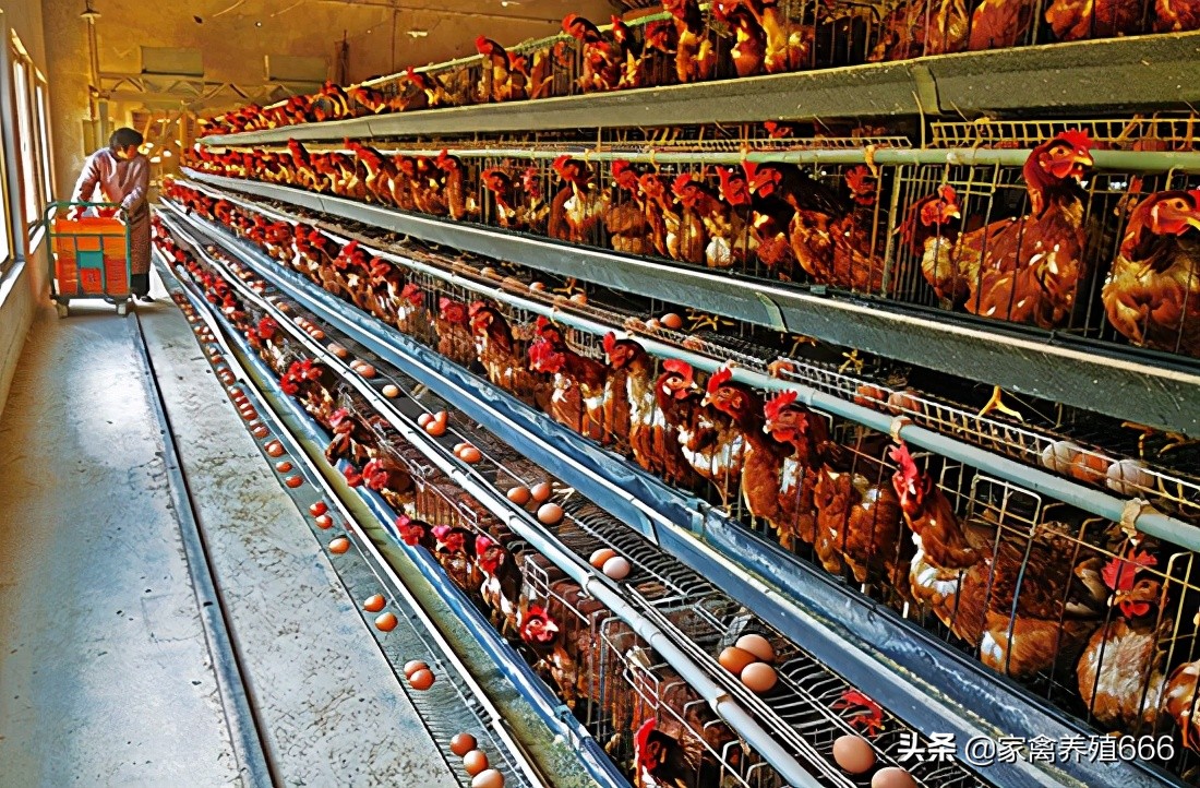 蛋鸡养殖技术,如何防治鸡戊型肝炎?鸡大肝大脾怎么治