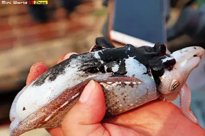 藏在日照的海边,竟然有一处世外桃源,赶海,捕鱼,温馨民宿……