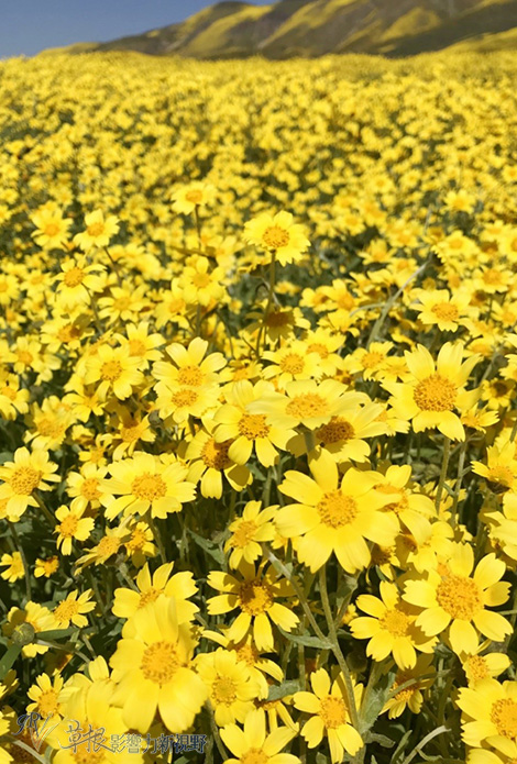 加州野花,加州野花的视频