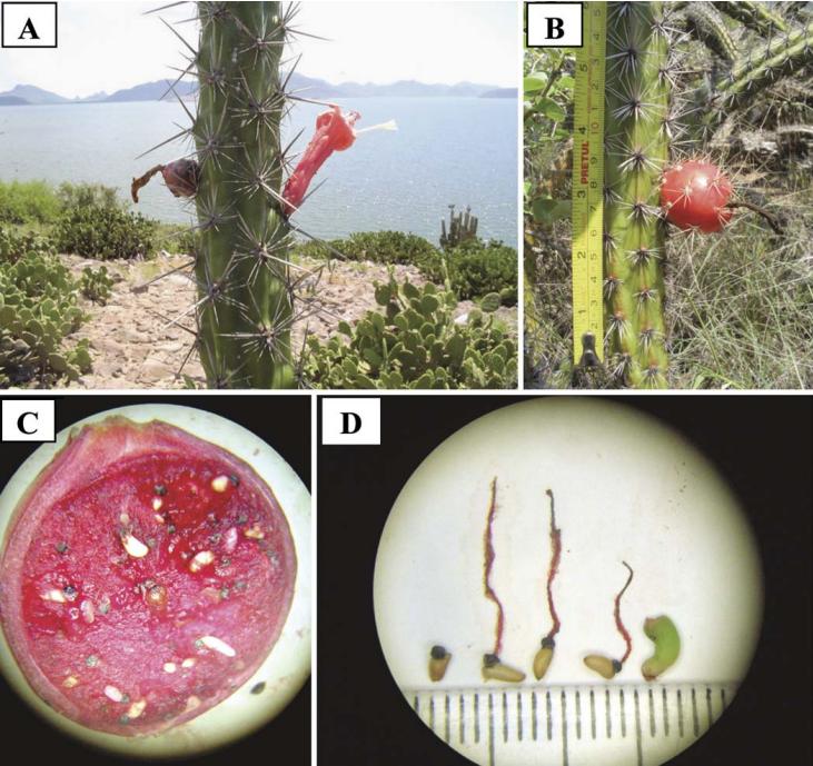 当别的种子匆匆离家,这些种子却在妈妈身上发芽