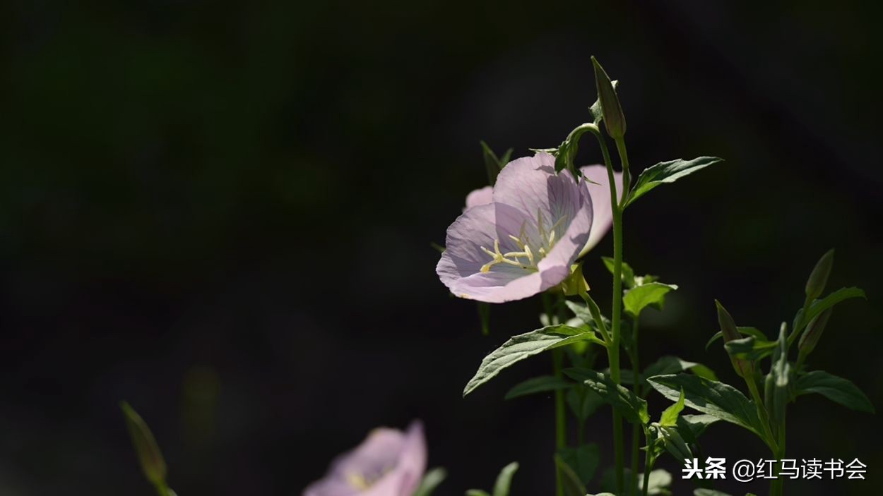 王月仙:怀念母亲