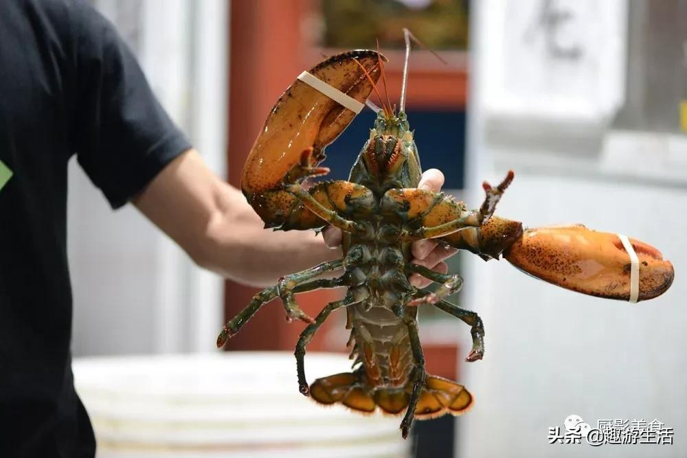 世界上的各种龙虾,世界上最大龙虾