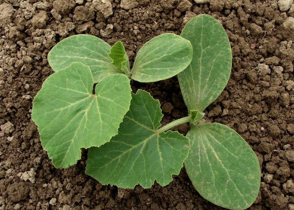 小葫芦怎么留种,小葫芦盆栽种植方法