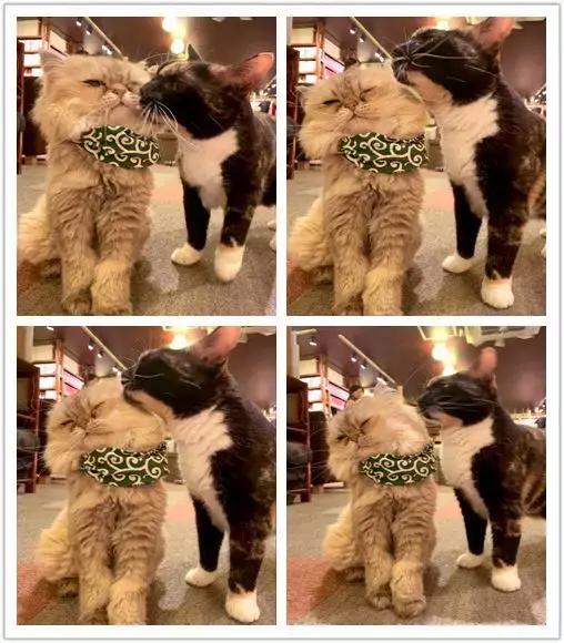 可以撸羊驼撸猫撸狗的咖啡厅,猫咖咖啡馆买猫