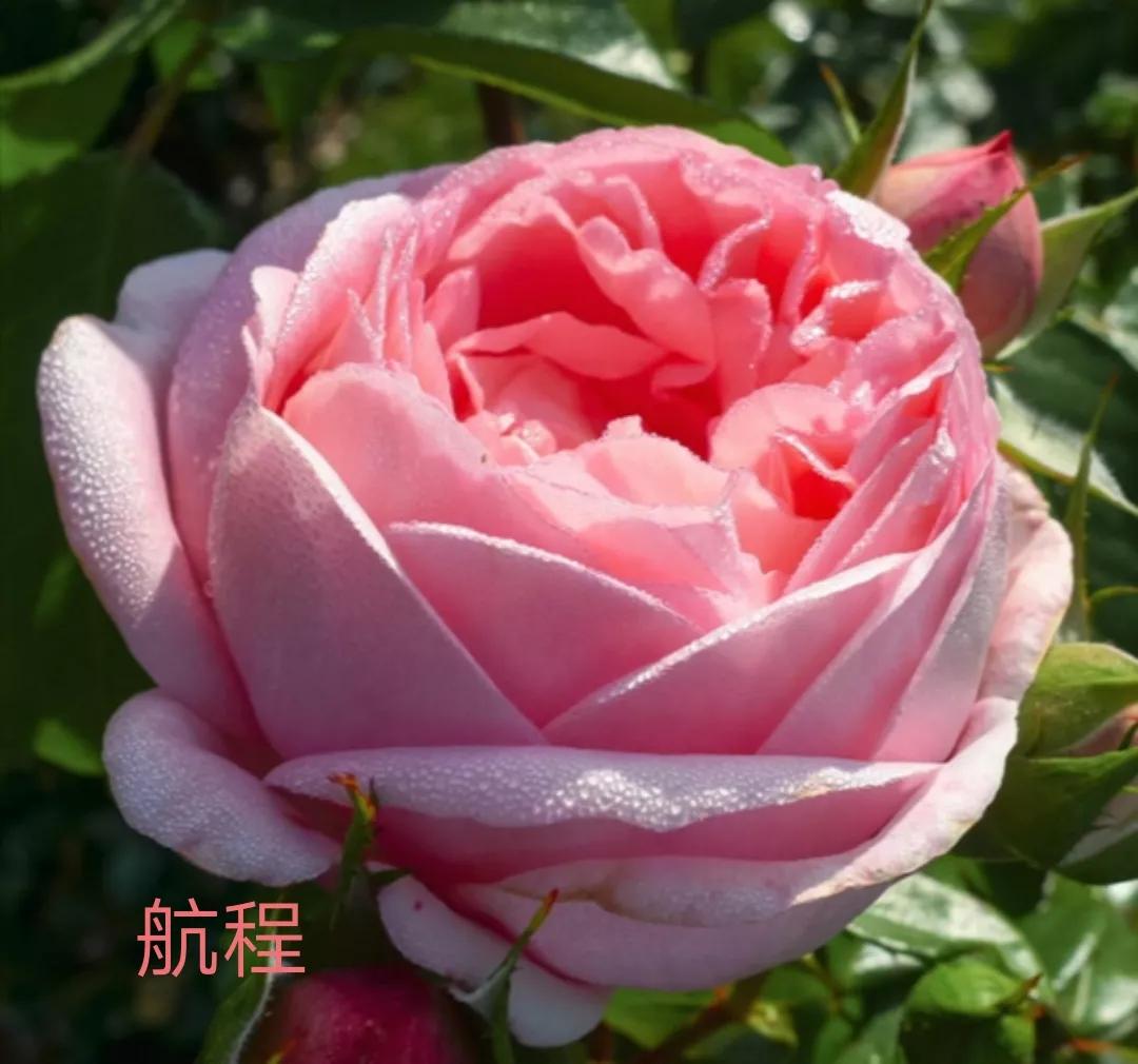 切花火焰月季的优缺点,常见切花月季一览