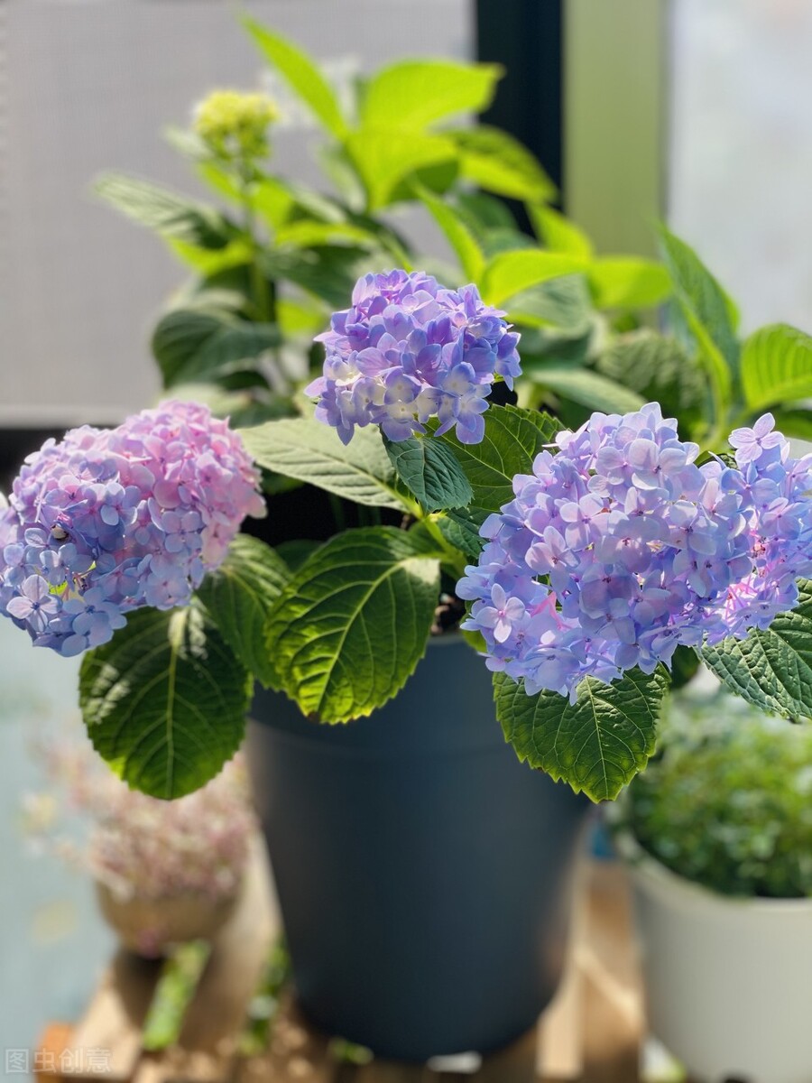 网上买花会不会被骗,网上买的花为何难栽活