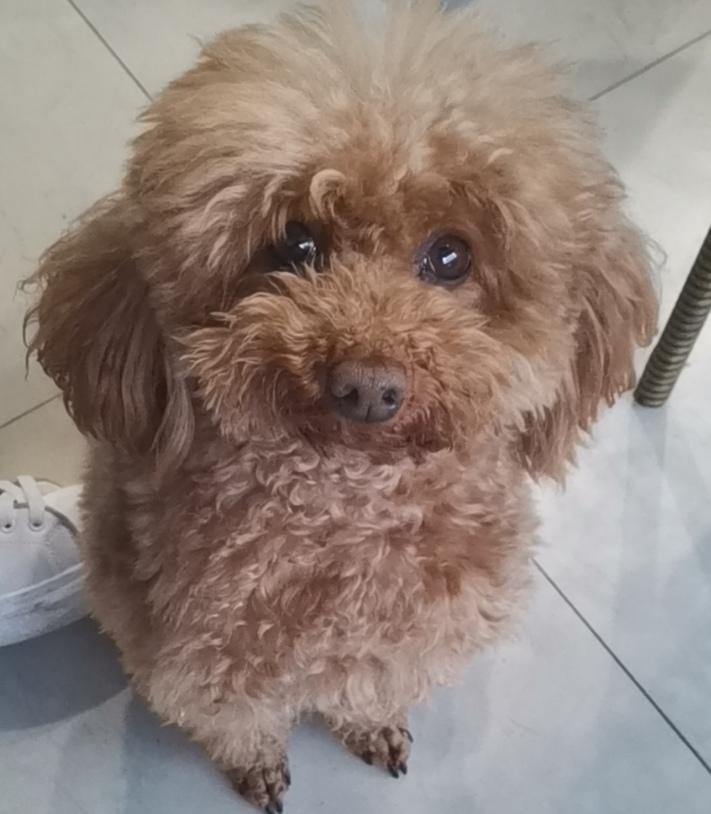 给狗狗吃几百的狗粮,给狗狗吃100元40斤的狗粮