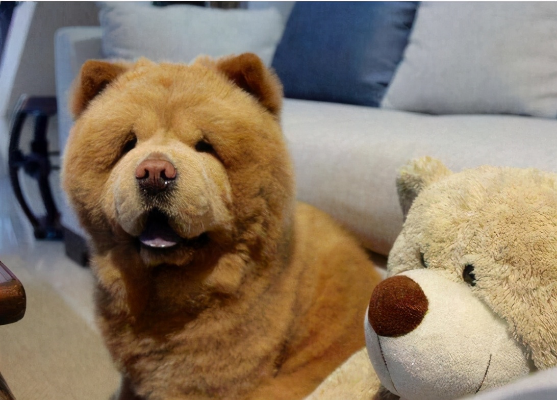 最好养而忠心的狗,公认十大适合上班族养的小型狗