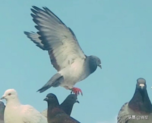 克拉克詹森简介,詹森克拉克